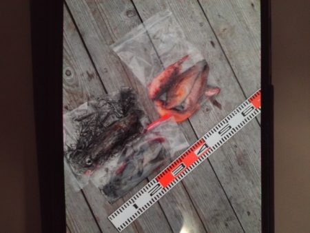 こかわ渡船　雅丸 釣果