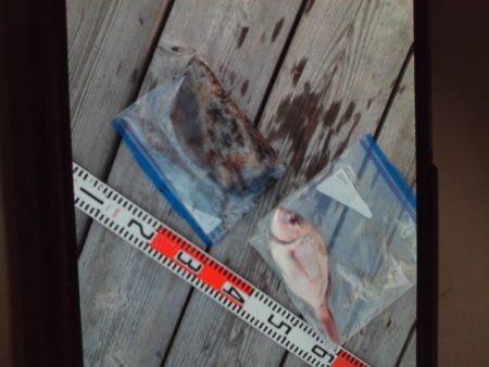 こかわ渡船　雅丸 釣果