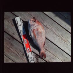 こかわ渡船　雅丸 釣果