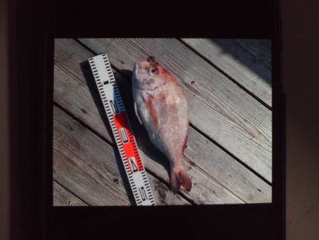 こかわ渡船　雅丸 釣果