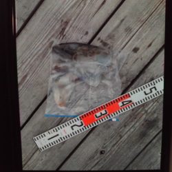 こかわ渡船　雅丸 釣果