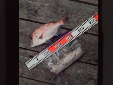 こかわ渡船　雅丸 釣果