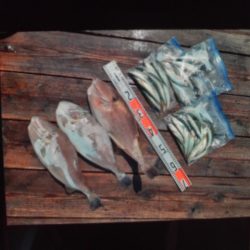 こかわ渡船　雅丸 釣果