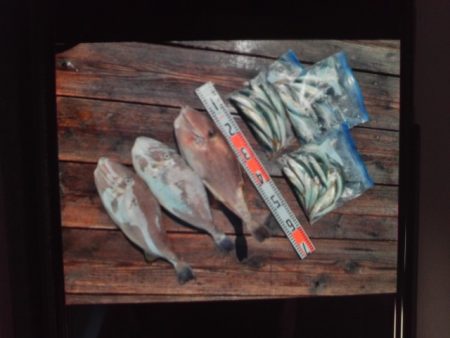 こかわ渡船　雅丸 釣果