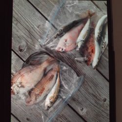 こかわ渡船　雅丸 釣果