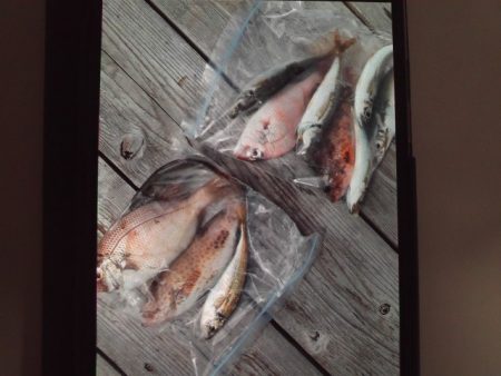 こかわ渡船　雅丸 釣果