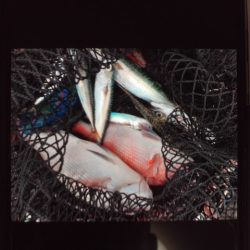 こかわ渡船　雅丸 釣果