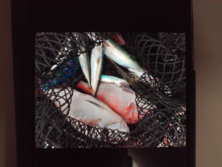 こかわ渡船　雅丸 釣果