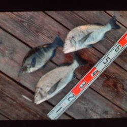 こかわ渡船　雅丸 釣果