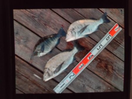 こかわ渡船　雅丸 釣果