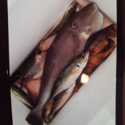 こかわ渡船 雅丸 釣果