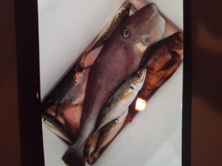 こかわ渡船 雅丸 釣果