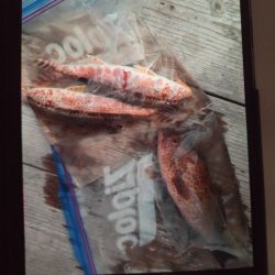 こかわ渡船　雅丸 釣果