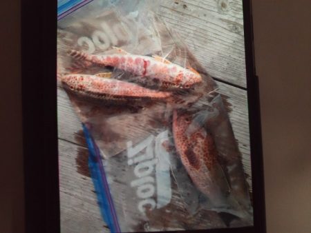 こかわ渡船　雅丸 釣果