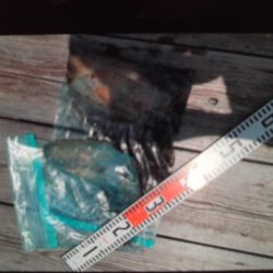 こかわ渡船 雅丸 釣果