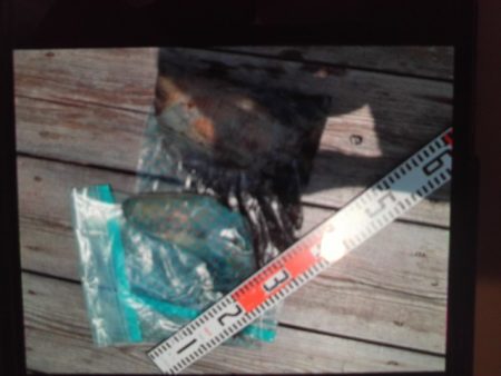 こかわ渡船 雅丸 釣果