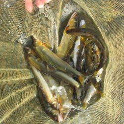 会津大川(会津非出資漁業協同組合) 釣果