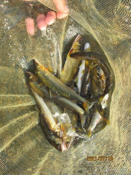 会津大川（会津非出資漁業協同組合） 釣果