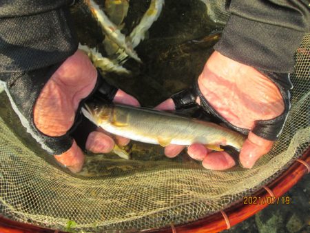 会津大川(会津非出資漁業協同組合) 釣果