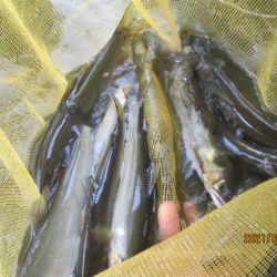 会津大川(会津非出資漁業協同組合) 釣果