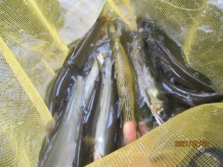 会津大川（会津非出資漁業協同組合） 釣果