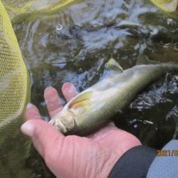 会津大川(会津非出資漁業協同組合) 釣果