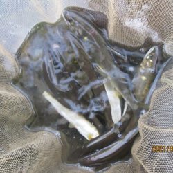 会津大川(会津非出資漁業協同組合) 釣果