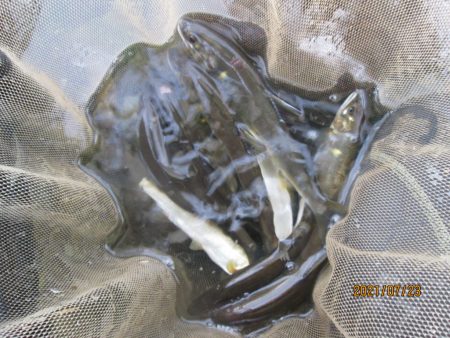 会津大川(会津非出資漁業協同組合) 釣果