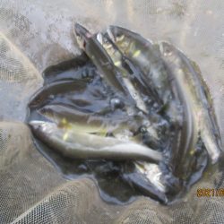 会津大川(会津非出資漁業協同組合) 釣果