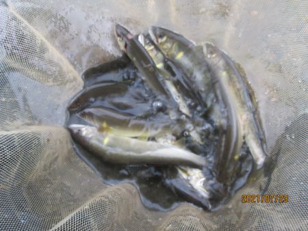 会津大川(会津非出資漁業協同組合) 釣果