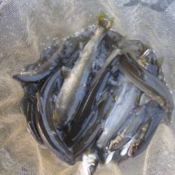 会津大川(会津非出資漁業協同組合) 釣果