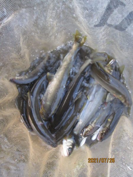 会津大川（会津非出資漁業協同組合） 釣果