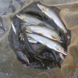 会津大川(会津非出資漁業協同組合) 釣果