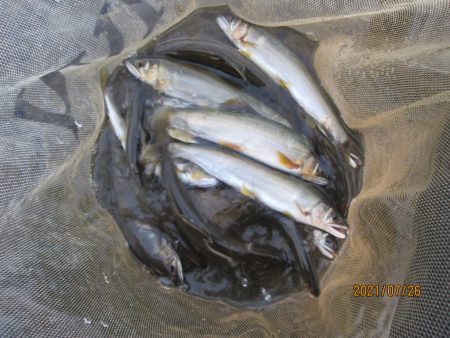 会津大川(会津非出資漁業協同組合) 釣果