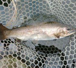 朝霞ガーデン 釣果