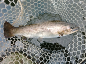 朝霞ガーデン 釣果