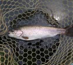 朝霞ガーデン 釣果