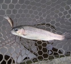 朝霞ガーデン 釣果