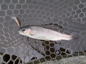 朝霞ガーデン 釣果