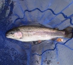 朝霞ガーデン 釣果