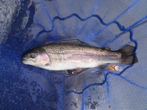 朝霞ガーデン 釣果