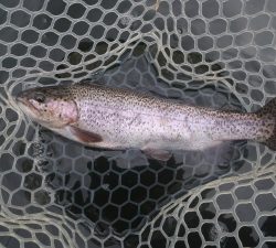 朝霞ガーデン 釣果