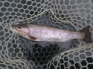 朝霞ガーデン 釣果