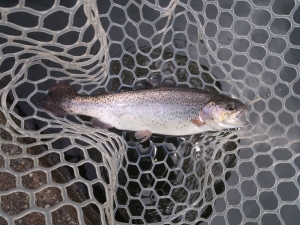 朝霞ガーデン 釣果