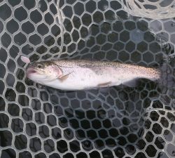 朝霞ガーデン 釣果