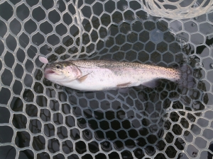 朝霞ガーデン 釣果