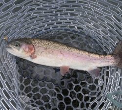 朝霞ガーデン 釣果