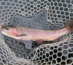 朝霞ガーデン 釣果