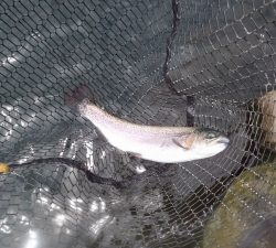 朝霞ガーデン 釣果