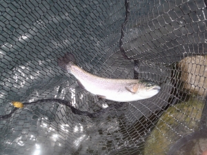 朝霞ガーデン 釣果